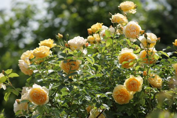 Roses_at_Ishida_Rose_Garden.jpg