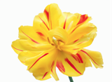 Flower_1.png