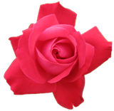 Flower_2.png